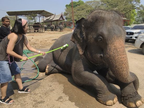 象乗り体験半日ツアー　水浴び＋餌やりなど象との触れ合いを楽しむ　子供連れにおすすめ！象に乗らないお散歩プランあり＜月・水・土／午前／昼食付プランあり／日本語＞