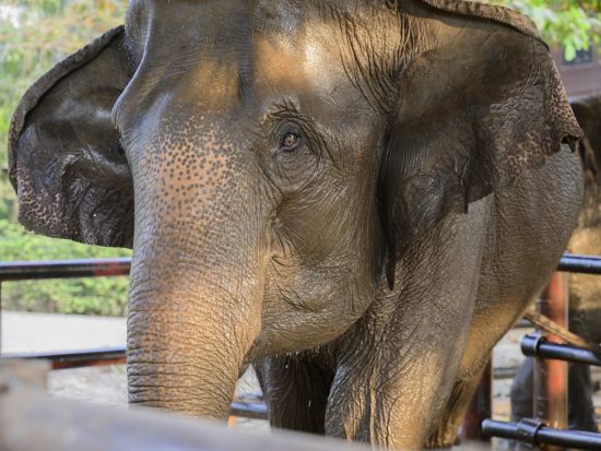 象乗り体験半日ツアー　水浴び＋餌やりなど象との触れ合いを楽しむ　子供連れにおすすめ！象に乗らないお散歩プランあり＜月・水・土／午前／昼食付プランあり／日本語＞