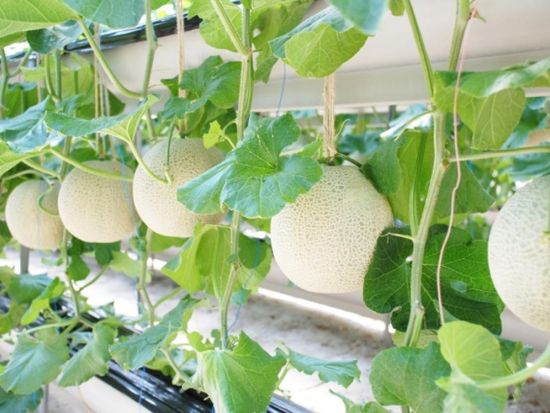 名古屋発日帰りバスツアー マスクメロン2玉狩り＋2玉お土産♪あさり釜めし昼食＋ちくわの名店＋形原漁港でお買い物＜6～8月／名古屋発着＞