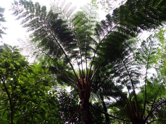 奄美大島【ジャングルツアー120分】 奄美固有の動植物たちを見ながら森を散策できるジャングルツアー！撮影データープレゼント！お一人様も可能by 奄美シーランド