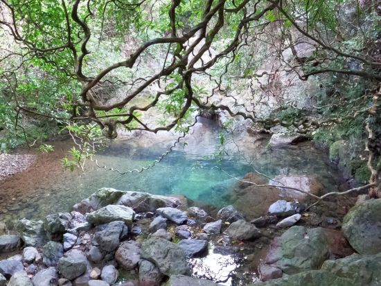奄美大島【ジャングルツアー120分】 奄美固有の動植物たちを見ながら森を散策できるジャングルツアー！撮影データープレゼント！お一人様も可能by 奄美シーランド