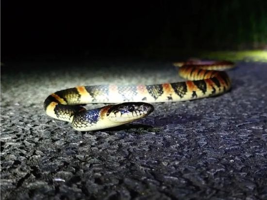 奄美大島【ナイトツアー120分】世界自然遺産の奄美大島で野生生物を探しに行こう！まるで宝探しのような感覚！お一人様も可能by 奄美シーランド