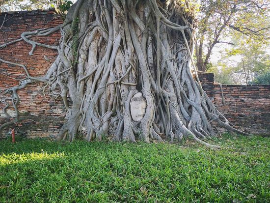 ワットマハタート1