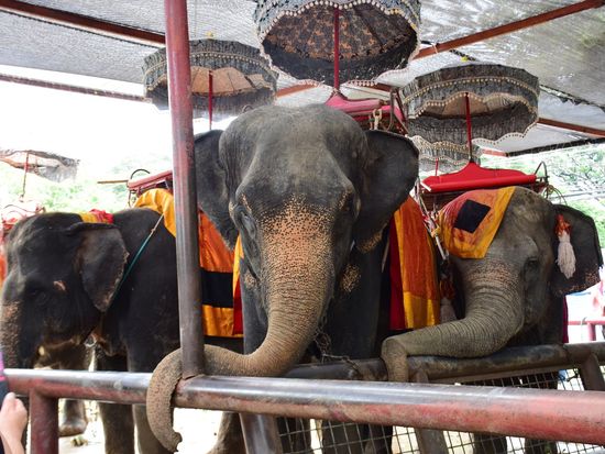 象乗り体験の様子1