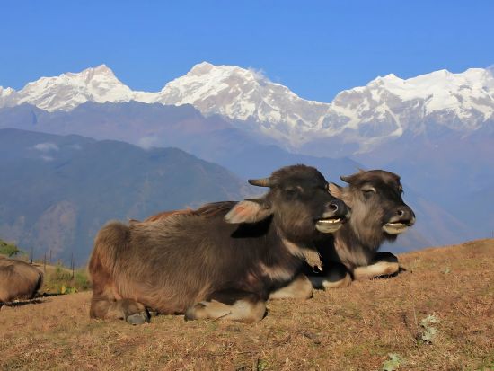 【カトマンズ発・2泊3日ツアー】自給自足のガーレ族のガーレ村でウルルン滞在＜ホテル送迎／日本語ガイド／食事付＞