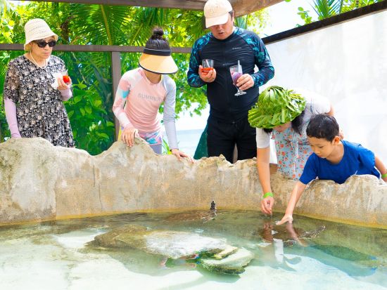 ビーチコマー アイランドリゾート日帰りツアー　シュノーケリングやウミガメ観察など充実のアクティビティ！＜昼食付／ナンディ・デナラウ＆コーラルコースト発＞