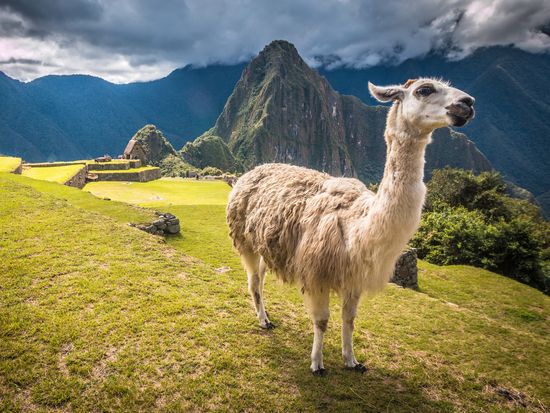 peru_machu-picchu_llama_shutterstock_575150866