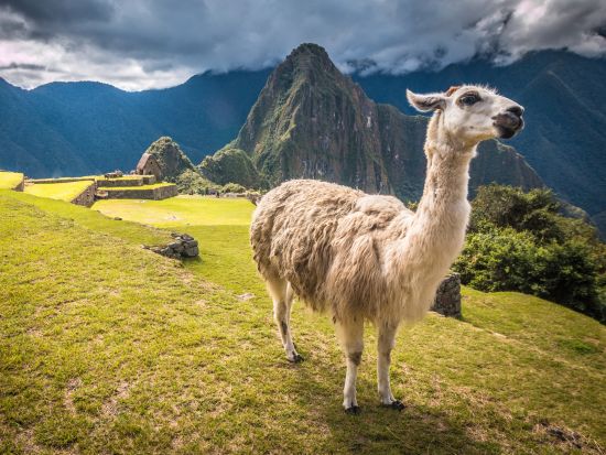 世界遺産マチュピチュ遺跡入場チケット手配 ワイナピチュ登頂チケット付プランあり！ ＜同伴英語ガイド付／マチュピチュ村発着＞