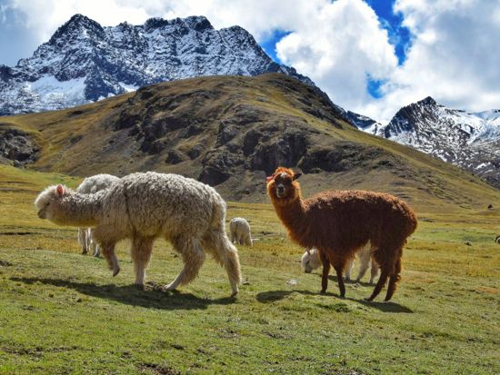 【プライベート】標高5100mの秘境！レインボーマウンテン 日帰りトレッキングツアー＜日本語ガイド／朝＆昼食付／クスコ発＞