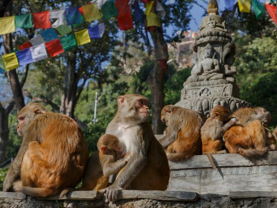 爽快！カトマンドゥ盆地マウンテンバイクツアー＜ホテル送迎／昼食付／カトマンズ発＞