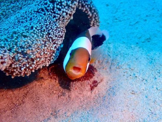 青の洞窟シュノーケリング ボートで楽々アクセス！初心者・お子様連れも安心の貸切ガイドツアー＜2時間／写真＆動画プレゼント／恩納村＞