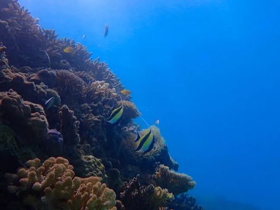 青の洞窟シュノーケリング ボートで楽々アクセス！初心者・お子様連れも安心の貸切ガイドツアー＜2時間／写真＆動画プレゼント／恩納村＞