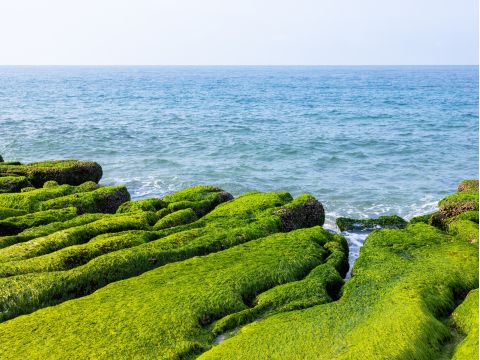 【3月～5月限定】春の北海岸の絶景ツアー　老梅緑石槽＋野柳＋淡水老街　＊地元名物「劉家ちまき」の昼食付き＜1日／日本語ガイド＞ by JTB