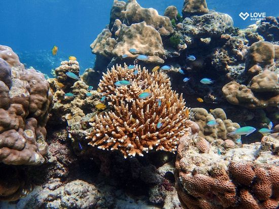 シュノーケリング5