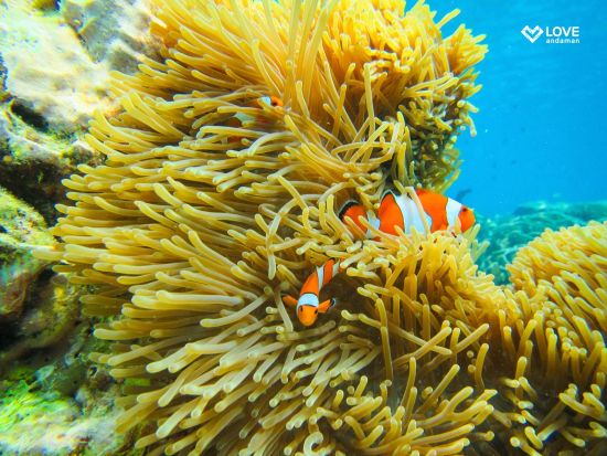 【10～5月】スリン諸島シュノーケリングツアー　モーケン村の伝統的な生活様式の見学＆ビーチでのビュッフェランチも楽しめる ＜英語ガイド／プーケット発着＞