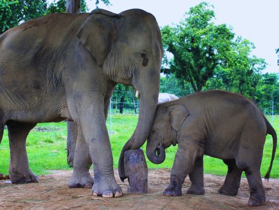 【2泊3日】「ヒマラヤの贅沢な冒険！チトワンジャングルサファリラクジュアリーツアー」 ＜カトマンズ発／国内線利用／日本語ガイド同行＞