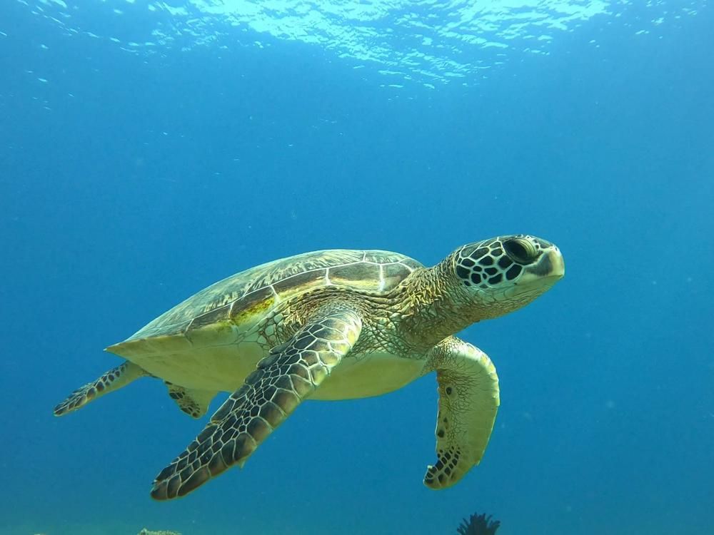 サンゴとウミガメに出会う！石垣島近海シュノーケリング 初心者歓迎