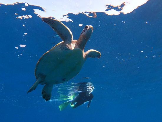 サンゴとウミガメに出会う！石垣島近海シュノーケリング 初心者歓迎＆器材レンタル付き＜市街地送迎無料／3歳～OK＞