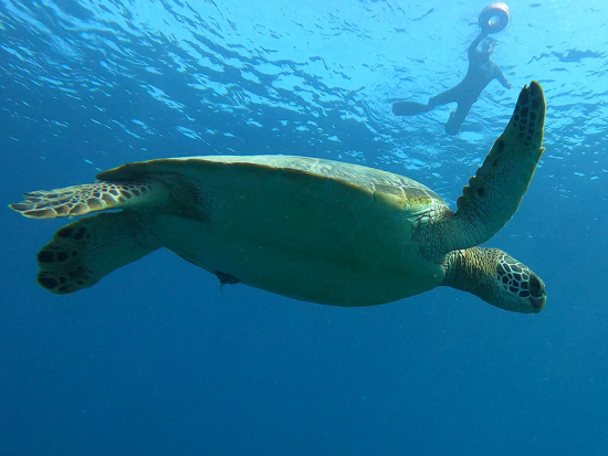 サンゴとウミガメに出会う！石垣島近海シュノーケリング 初心者歓迎＆器材レンタル付き＜市街地送迎無料／3歳～OK＞