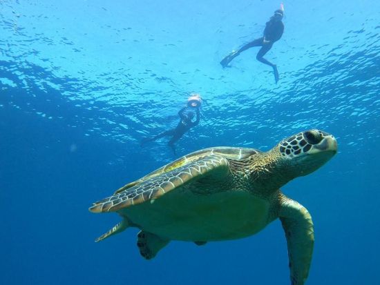 サンゴとウミガメに出会う！石垣島近海シュノーケリング 初心者歓迎＆器材レンタル付き＜市街地送迎無料／3歳～OK＞