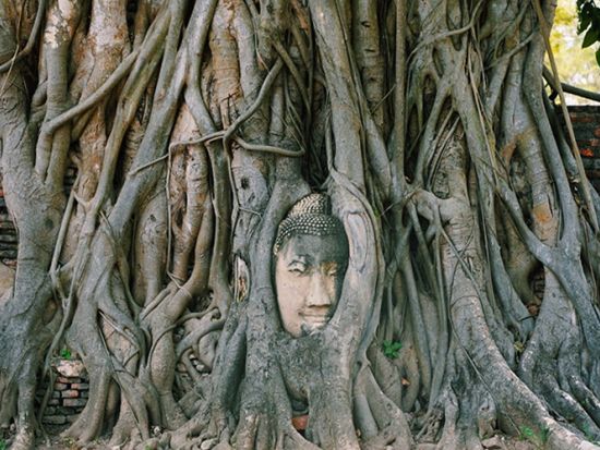 【貸切】アユタヤ6大遺跡巡り＆象乗り体験1日観光ツアー　お送り場所も自由にリクエストOK！＜昼食付き／日本語ガイド＞