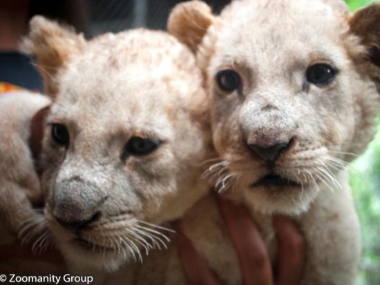 ズービック サファリ（Zoobic Safari）入場チケット事前予約＜1デーパス／マニラ＞