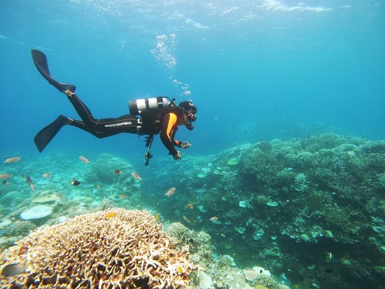 サンゴ畑ツアーダイビングの