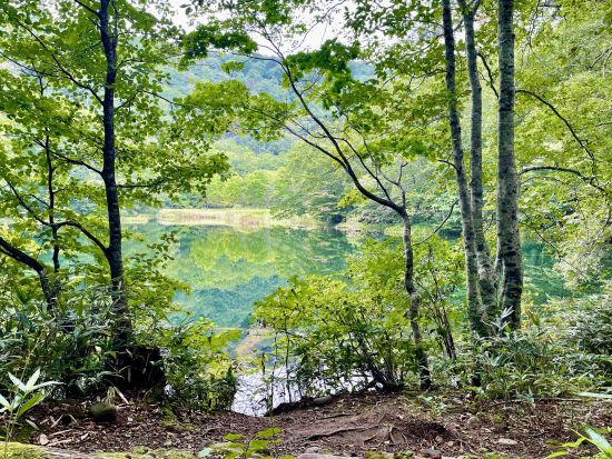 奥入瀬渓流＆蔦6沼ネイチャーツアー JR青森駅・青森空港から無料送迎付き　初心者にもおすすめ散策コース！＜4月～11月／1日／奥入瀬館集合可＞