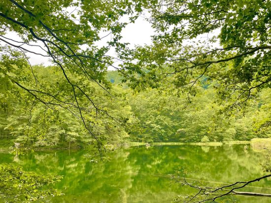 【無料送迎付】蔦沼(つたぬま)トレッキング 十和田八幡平国立公園内蔦(つた)6沼 散策おすすめの地元ガイドと一緒に散策コース！＜4月～11月／半日／十和田市＞