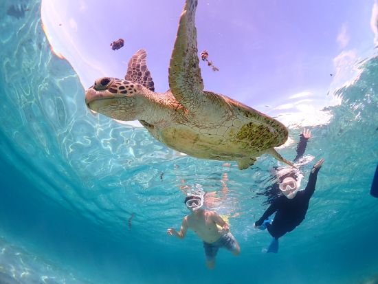 ウミガメシュノーケリング ライフジャケット不要！高確率でウミガメに会える◎完全貸切＆高性能カメラ撮影付き＜約2時間／宮古島＞