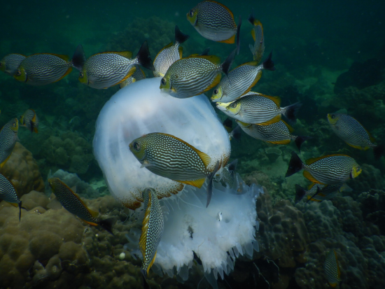 フーコック島発着 日帰りアイランドホッピングツアー 海の魅力満載！＜1日／英語ガイド／昼食付き＞