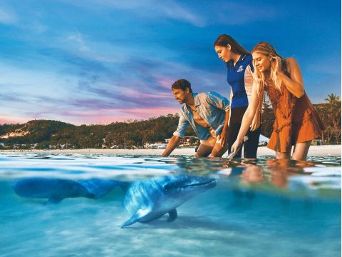 野生イルカとの感動の出会いを！SNS映え体験！　モートン島満喫♪ タンガルーマ・アイランドリゾート利用＜選べる複数プランあり＞