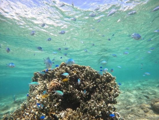 シュノーケリング体験 カラフルな熱帯魚と透明な海を堪能！無料の写真撮影＆餌付け体験付き♪＜2歳から参加OK／写真プレゼント／糸満市＞