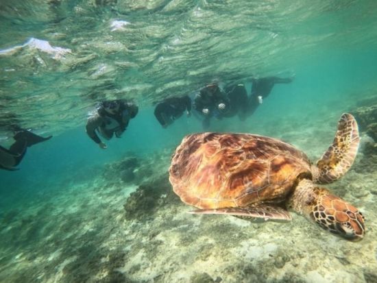 シュノーケリング体験 カラフルな熱帯魚と透明な海を堪能！無料の写真撮影＆餌付け体験付き♪＜2歳から参加OK／写真プレゼント／糸満市＞