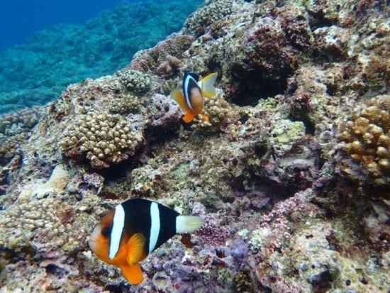 シュノーケリング体験 カラフルな熱帯魚と透明な海を堪能！無料の写真撮影＆餌付け体験付き♪＜2歳から参加OK／写真プレゼント／糸満市＞