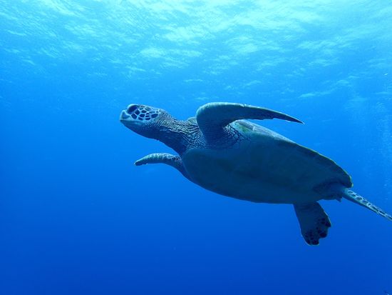 ウミガメ 18