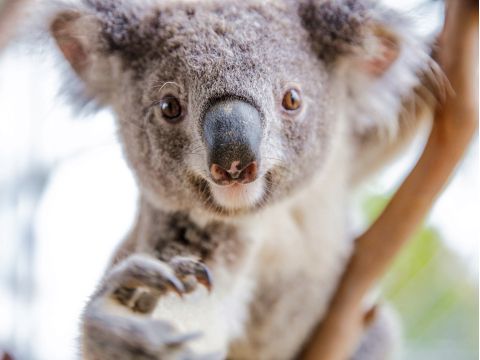 【入場チケット】ワイルドライフ・シドニー(Wild Life Sydney)☆オーストラリア特有の動物を観察！コアラ朝食付きプランあり＜ダーリング・ハーバー＞