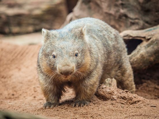 Wombat