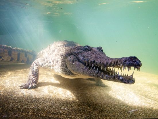 Freshwater Crocodile 5