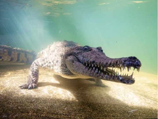 【入場チケット】ワイルドライフ・シドニー(Wild Life Sydney)☆オーストラリア特有の動物を観察！コアラ朝食付きプランあり＜ダーリング・ハーバー＞