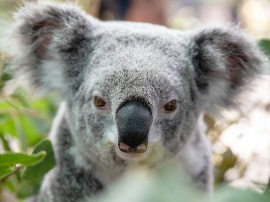 Images - koala 2