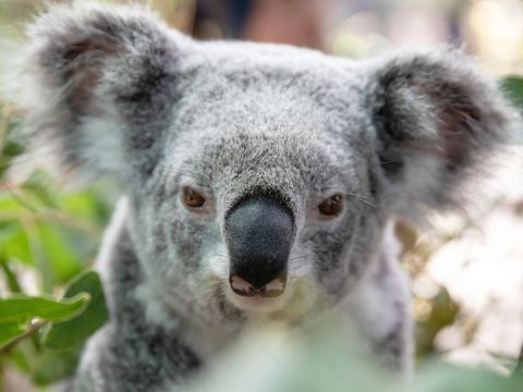 【入場チケット】4アトラクションパス☆動物園や水族館などシドニーの4つの人気スポットが楽しめる！＜60日間有効／ダーリング・ハーバー＞