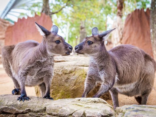 Kangaroos at WILD LIFE Sydney Zoo