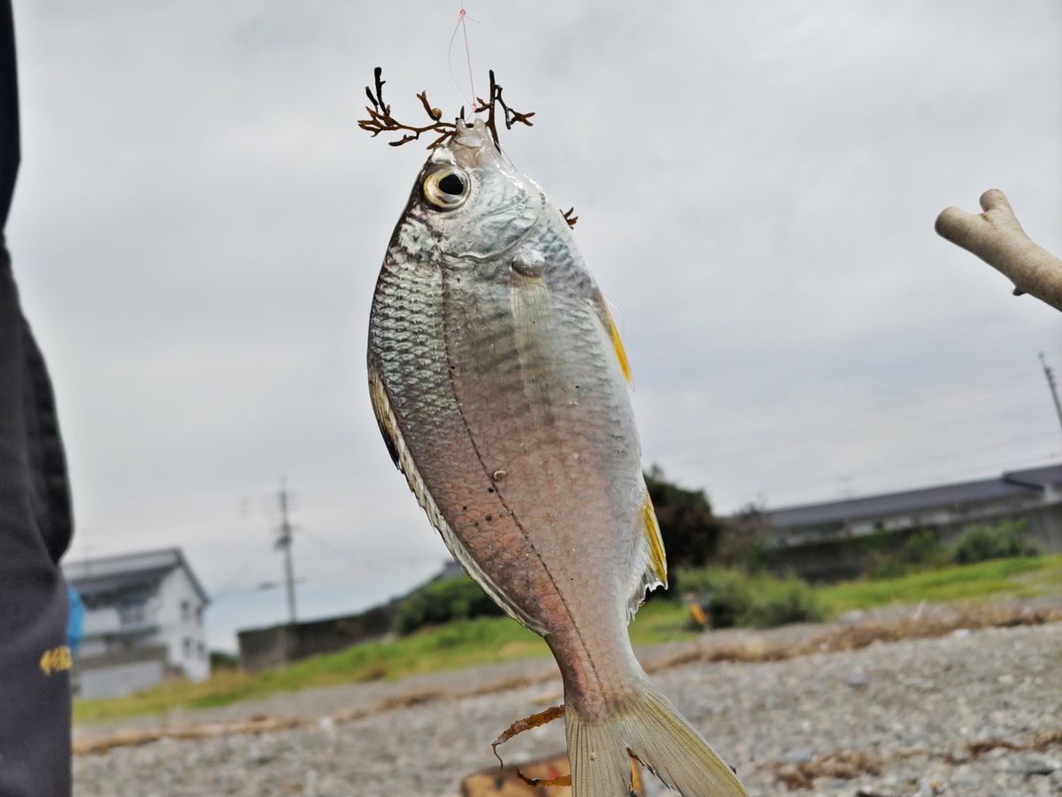 投げ釣り体験 釣った魚はその場で味わうことも可能！＜釣具一式貸出