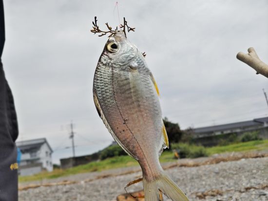 投げ釣り体験 釣った魚はその場で味わうことも可能！＜釣具一式貸出／須崎市＞