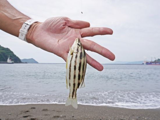 投げ釣り体験 釣った魚はその場で味わうことも可能！＜釣具一式貸出／須崎市＞