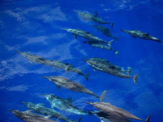 マウイ島ドルフィンウオッチングクルーズ　軽食＆ソフトドリンク付き！＜2時間／5～11月／英語ガイド＞