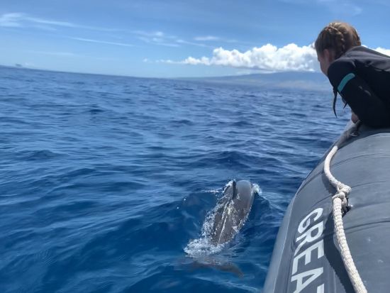マウイ島ドルフィンウオッチングクルーズ　軽食＆ソフトドリンク付き！＜2時間／5～11月／英語ガイド＞