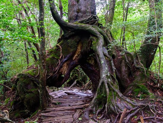 pixta_43571726_Mくぐり