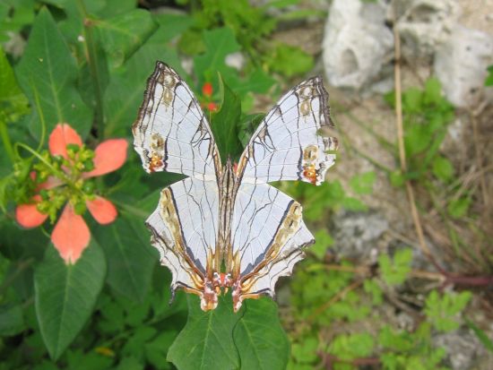 石垣島ジャングルトレッキング　選べるシャワートレッキング　亜熱帯の大自然で癒される半日アドベンチャー＜午前または午後／無料送迎／石垣島＞